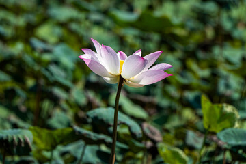 Pink Lotus Flower on green leaves background
