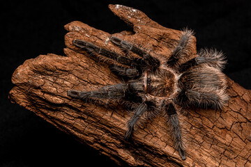 tarantula on black background