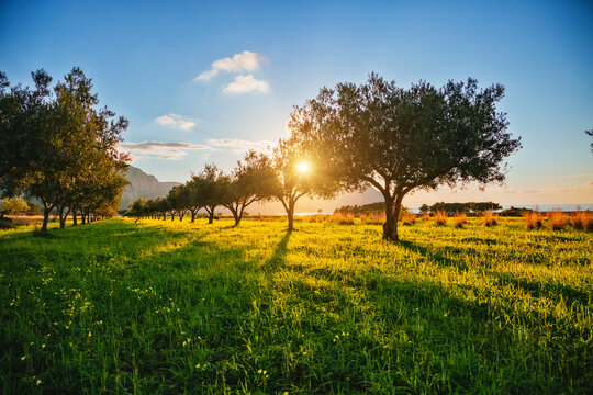A garden of olive trees in the evening sunlight in spring time.