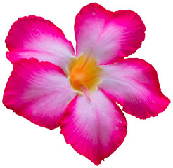 Fototapeta na wymiar Five-pental pink adenium flower