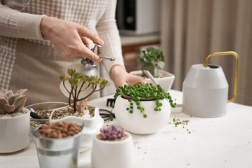 Woman spraying watering potted Senecio Rowley house Plant in white ceramic pot