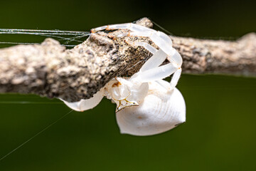 White Crab Spider (Thomisus spectabilis) spinning web on the stem