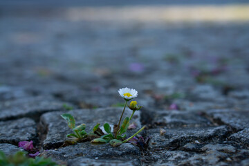 Tiny camomile grows from asphalt, flower through asphalt. Symbol of thirst for life and survival in all conditions. Motivation.