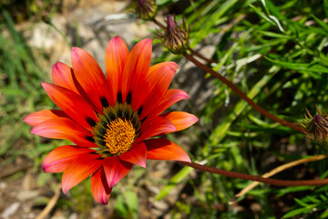 Gazania flower close up. Gazania flower. Red Gazania. Gazania flower in bloom, selective focus with copy space.