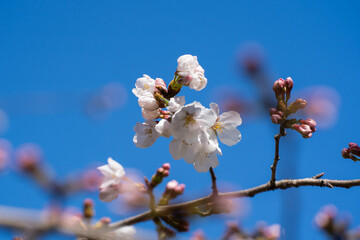 背景の青空が美しい、ソメイヨシノの開花