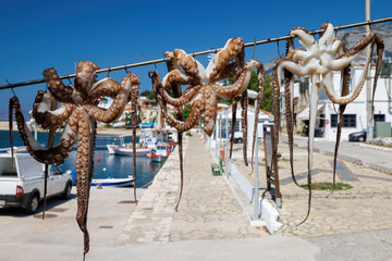 Fangfrische Oktopusse hängen zum abtropfen in einem griechischen Hafen - obrazy, fototapety, plakaty