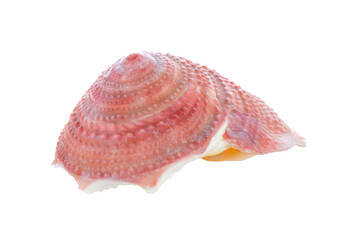 Fototapeta premium sea shell isolated on transparent png