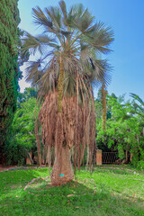 Mexican blue palm (Brahea armata) in the Botanical garden of Cagliari. Sardinia, Italy