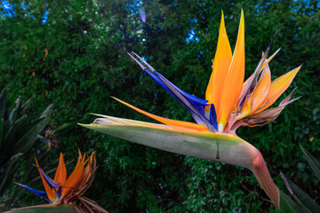 A bird of paradise flower (Strelitzia reginae)