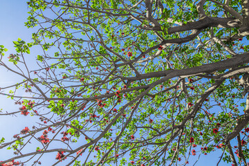Erythrina caffra (coast coral tree)