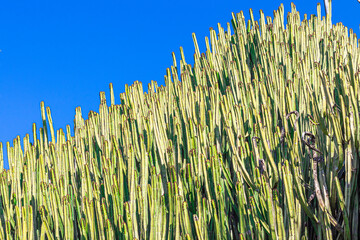 Close-up of Candelabrum spurge (Euphorbia candelabrum) cactus