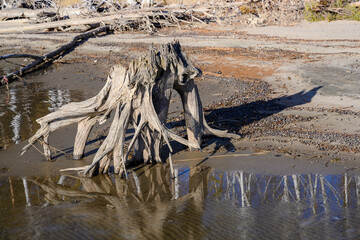 A driftwood resembling a fabulous monster on the riverbank