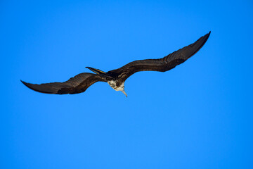 Seagull flying in the sky with outstretched wings