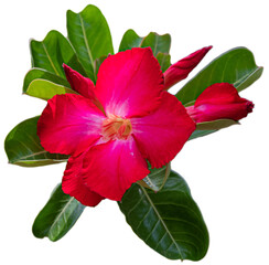 bright red adenium flowers on a branch  (3)