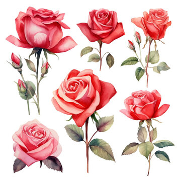 A collection of watercolor red roses with a romantic flair, incorporating pastel hues. clipart. watercolor. outlined. white background