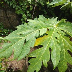 
A papaya tree that I planted in my own yard.