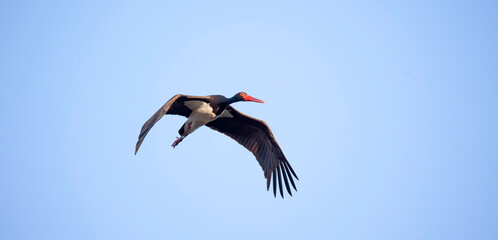 Fototapeta premium Black stork ciconia flies across the blue sky to hunt.