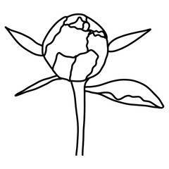Sketch of Peonies