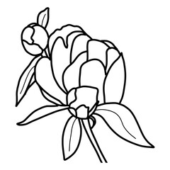 Sketch of Peonies