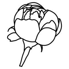 Sketch of Peonies