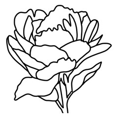Sketch of Peonies