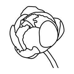 Sketch of Peonies
