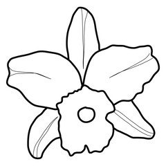 sketch of orchid flower