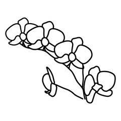 sketch of orchid flower