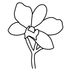 sketch of orchid flower