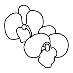 sketch of orchid flower