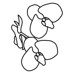 sketch of orchid flower