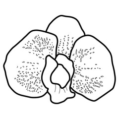 sketch of orchid flower