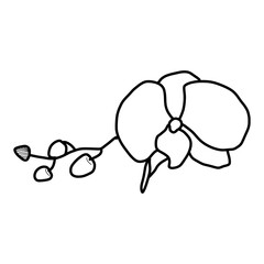 sketch of orchid flower