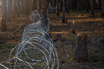.Border wire fence trough pine forest. protecting the state's border from illegal migration and russian invasion. defending and regaining occupied territory . - 614356040
