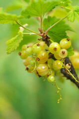 Berries of yellow currant close-up.