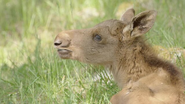 Close-up of Eurasian Elk moose calf lying in grass relaxing and sniffing air