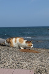 바닷가에서 밥먹는 고양이 