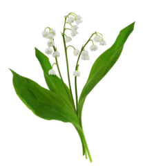 Fototapeten Lily of the valley flowers in a small spring bouquet isolated on white or transparent background © Ortis
