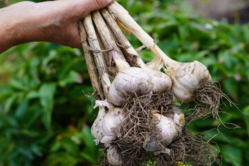 onions in the garden