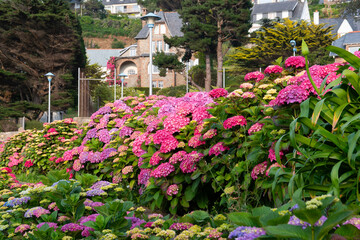 Magnifiques hortensias du Trégor en Bretagne - France