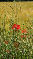 Close up of red poppy in a field