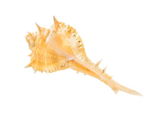 sea shell isolated on transparent png