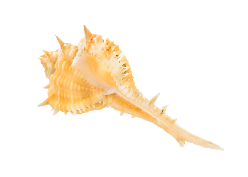 sea shell isolated on transparent png
