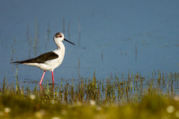 Échasse blanche (Himantopus himantopus - Black-winged Stilt)