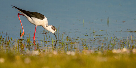 Échasse blanche (Himantopus himantopus - Black-winged Stilt)