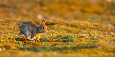 Lapin de garenne ou Lapin commun (Oryctolagus cuniculus)