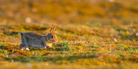 Lapin de garenne ou Lapin commun (Oryctolagus cuniculus)