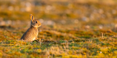 Lapin de garenne ou Lapin commun (Oryctolagus cuniculus)