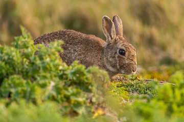 Lapin de garenne ou Lapin commun (Oryctolagus cuniculus)