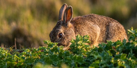 Lapin de garenne ou Lapin commun (Oryctolagus cuniculus)